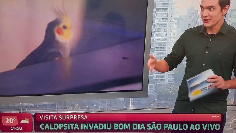 Pessoas 'choram na porta da Globo' após calopsita invadir jornal ao vivo