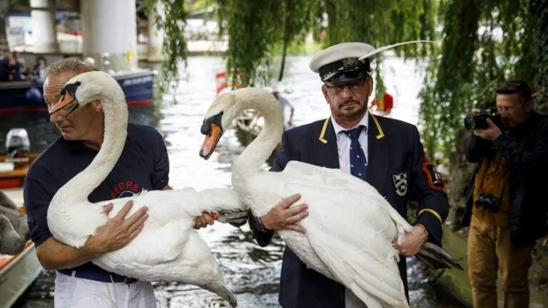 Sem passaporte e dona de todos os cisnes do país: os curiosos privilégios de Elizabeth II