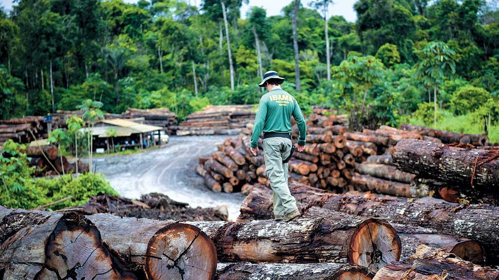 AMAZÔNIA Toneladas de madeira: árvores e indígenas pedem socorro
