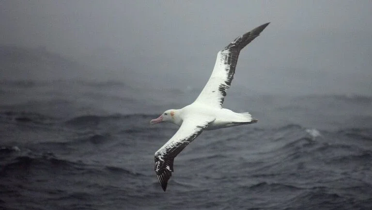 Albatrozes 