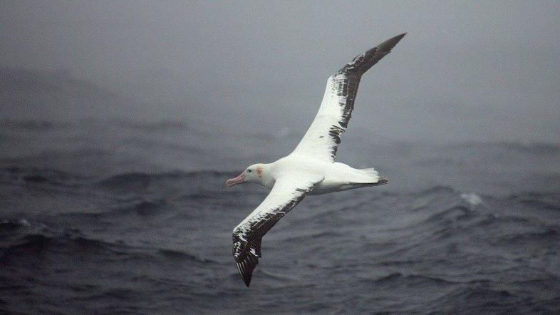 Albatrozes 'tímidos' preferem se divorciar a lutar por sua companheira