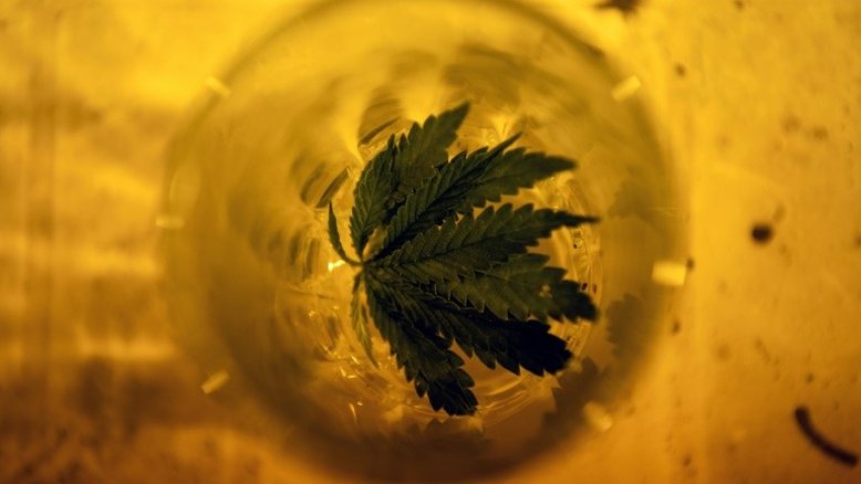 Uruguai freia narcotráfico de cannabis, mas mercado negro ainda predomina