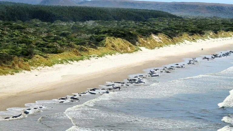 Quase 200 baleias morrem encalhadas em praia na Austrália