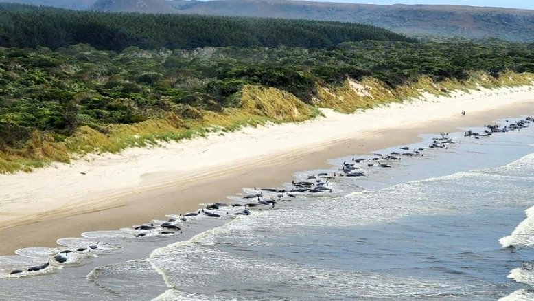 Quase 200 baleias morrem encalhadas em praia na Austrália