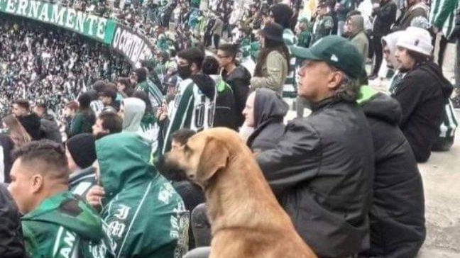Cachorro 'torcedor' no Couto Pereira viraliza e é chamado de 'Auviverde'
