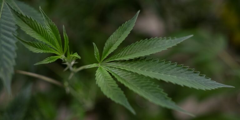 Consumo de cannabis medicinal dispara entre veteranos canadenses