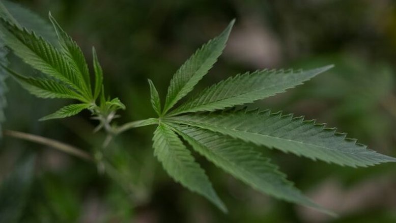 Maconha: Anvisa reforça regra que proíbe importação in natura para uso medicinal