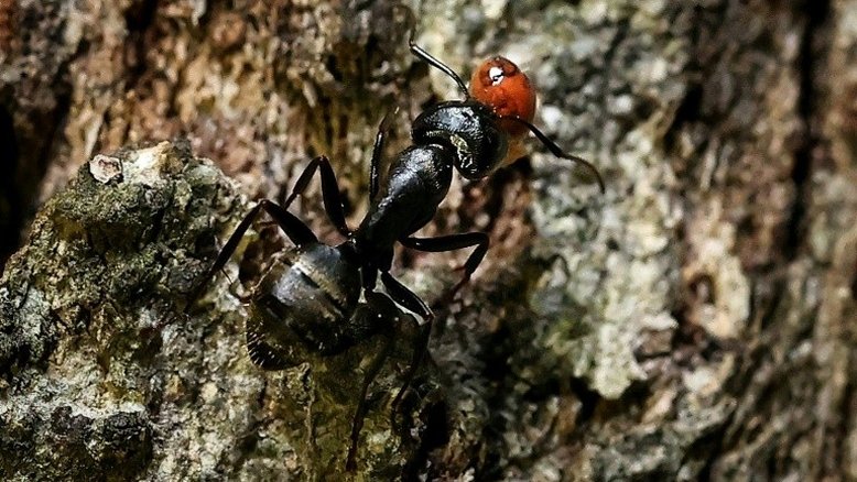 Estudo estima que haja ao menos 20 quadrilhões de formigas na Terra