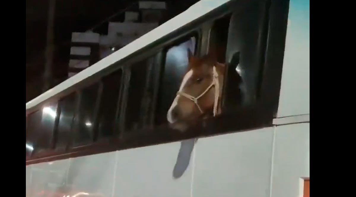 Cavalo é flagrado dentro de ônibus. Foto: Reprodução