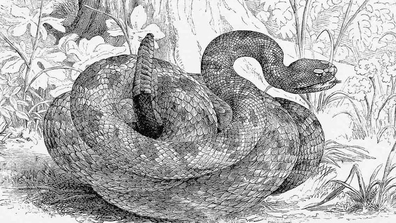 Veneno de cobra: Uma toxina que pode matar ou curar. Foto: Pixabay