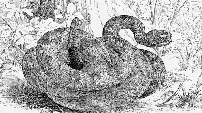 Veneno de cobra: Uma toxina que pode matar ou curar. Foto: Pixabay