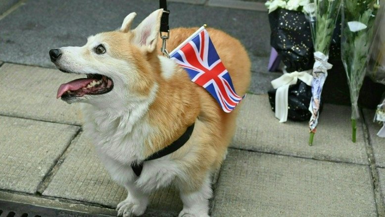 Preço dos corgis bate recorde após morte de Elizabeth II
