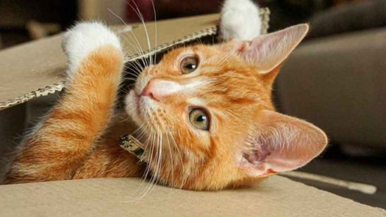 Gatos como os conhecemos hoje acompanhavam pastores no Cazaquistão há mais de mil anos. Crédito: Maike Glöckner/MLU
