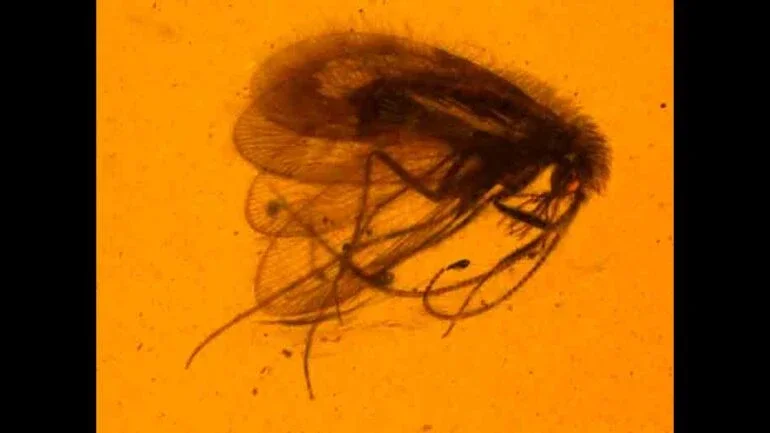Buratina truncata: tromba inútil. Foto: Alexander Khramov