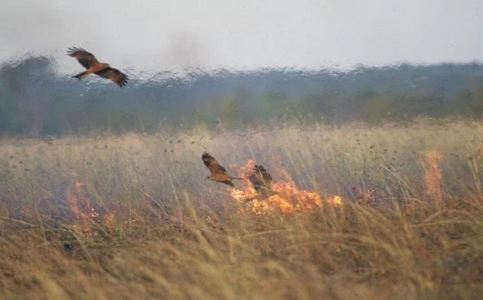 Milhafres-pretos sobrevoam área que, segundo observações, foi incendiada por eles. Foto: Bob Gosford