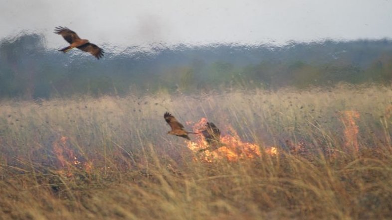 Milhafres-pretos sobrevoam área que, segundo observações, foi incendiada por eles. Foto: Bob Gosford