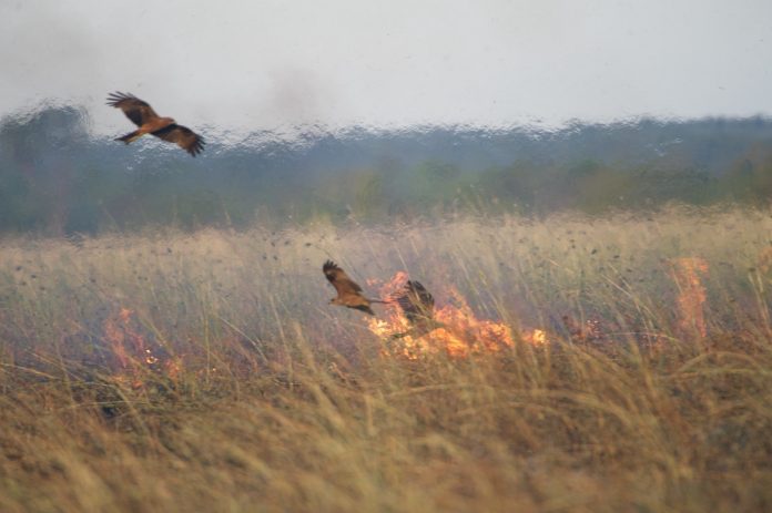 Milhafres-pretos sobrevoam área que, segundo observações, foi incendiada por eles. Foto: Bob Gosford