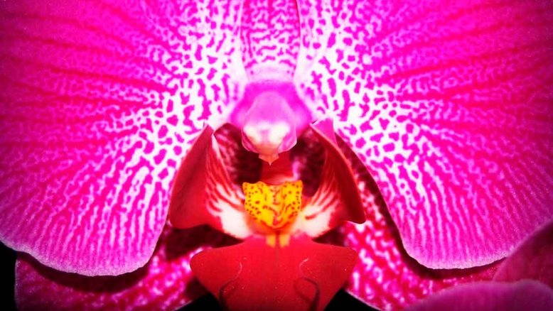 O segredo das orquídeas