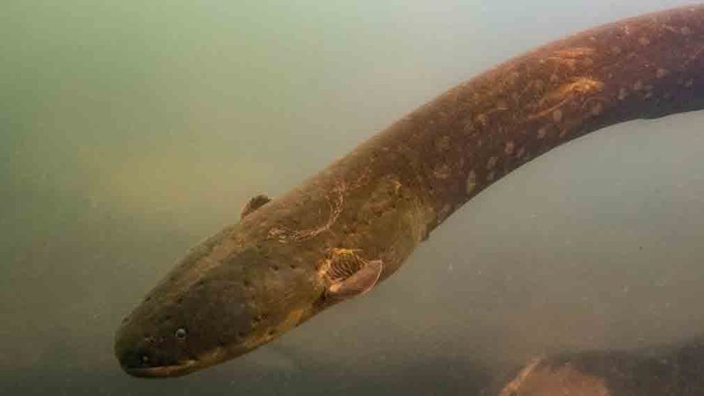 Electrophorus voltai fotografado no rio Xingu: descarga elétrica de 860 volts. Foto: L. Sousa