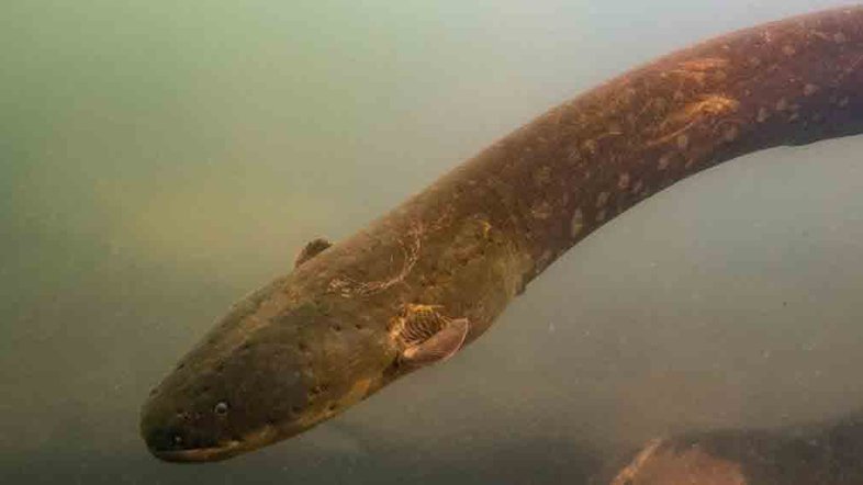 Electrophorus voltai fotografado no rio Xingu: descarga elétrica de 860 volts. Foto: L. Sousa