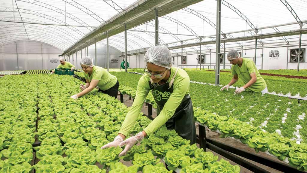 Grandes empresas passam a produzir as próprias hortaliças para os restaurantes de seus funcionários