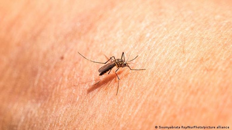 Existem peles mais propensas a serem picadas por mosquitos, diz estudo
