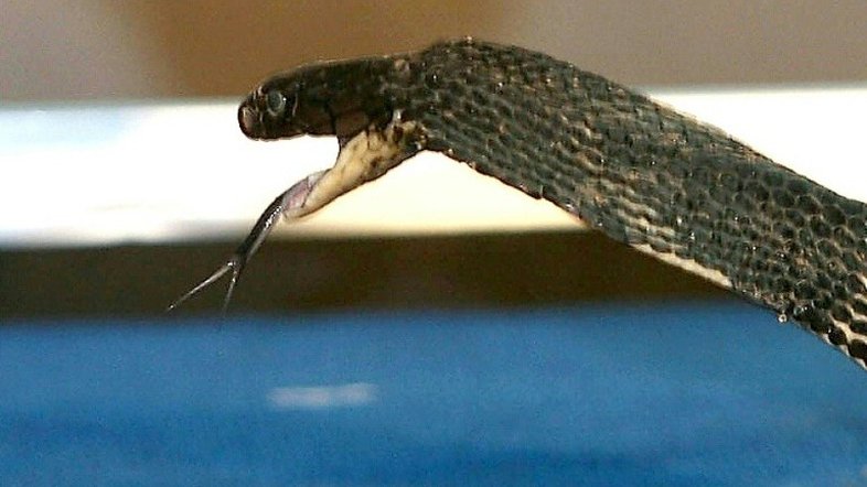 Cobra real 'Houdini' volta a evitar sua captura em zoológico da Suécia