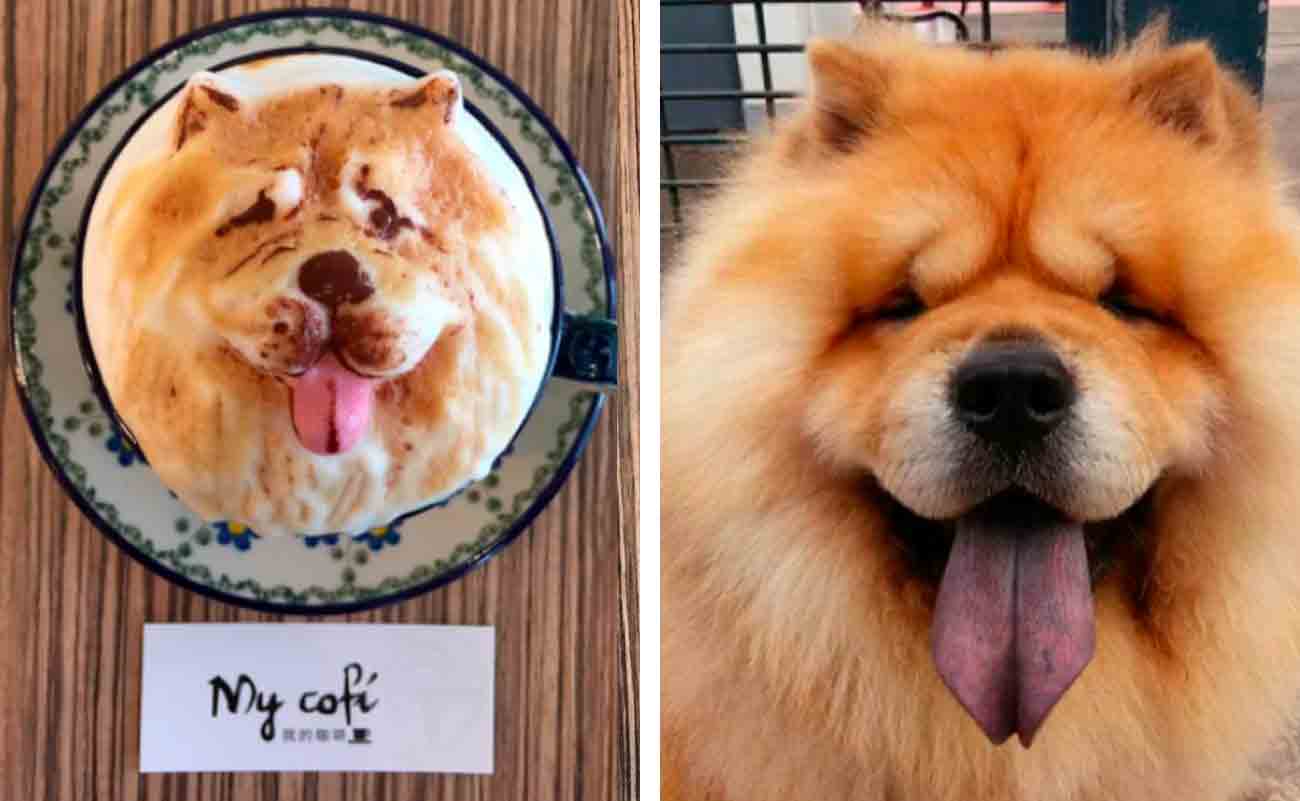 Café em Taiwan serve bebidas com a cara do seu animal de estimação. Foto: Reprodução Instagram