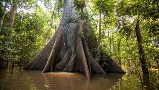 Vale e parceiros lançam C.A.S.E. por protagonismo do Brasil na agenda climática