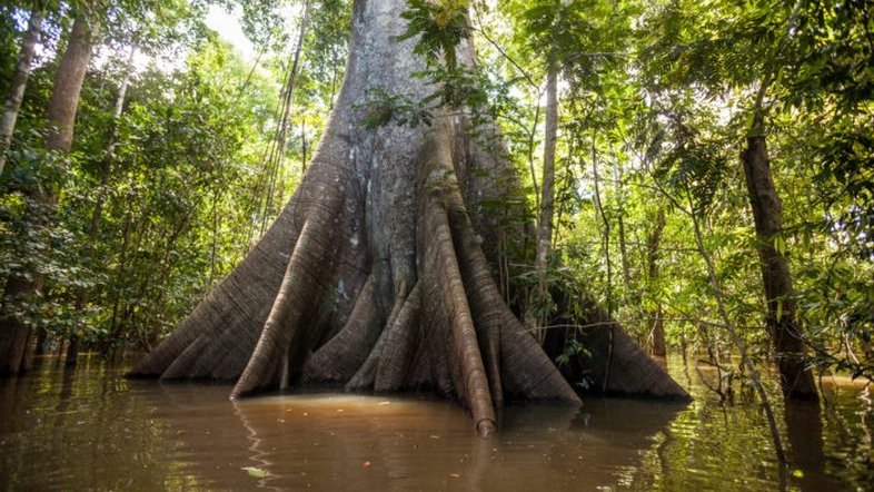 Vale e parceiros lançam C.A.S.E. por protagonismo do Brasil na agenda climática