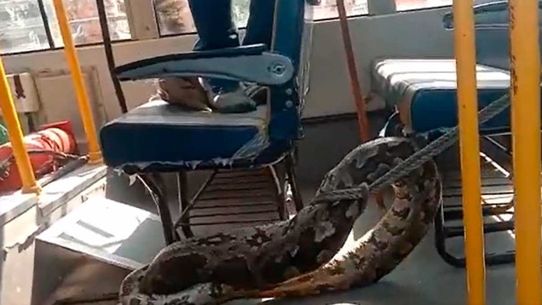 Vídeo: Cobra de 3 metros é retirada de dentro de ônibus escolar na Índia