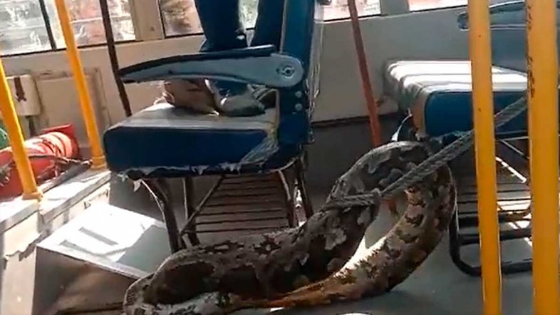 Vídeo: Cobra de 3 metros é retirada de dentro de ônibus escolar na Índia