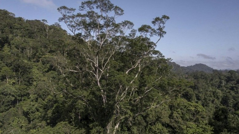 Expedição de cientistas brasileiros chega até a árvore mais alta da Amazônia