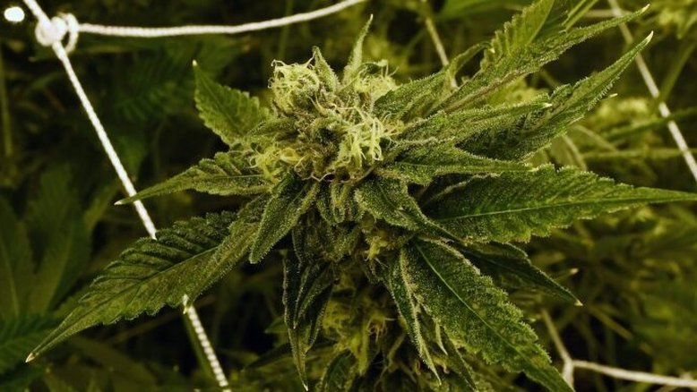 Índia: Polícia suspeita que ratos tenham comido 500 quilos de maconha