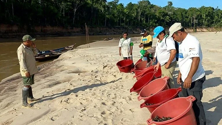 Mais de seis mil filhotes de tartarugas são soltos no Peru para repovoar a Amazônia