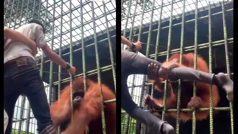 Vídeo chocante: Visitante de zoológico é atacado por orangotango após pular cerca. Foto: Reprodução Twitter