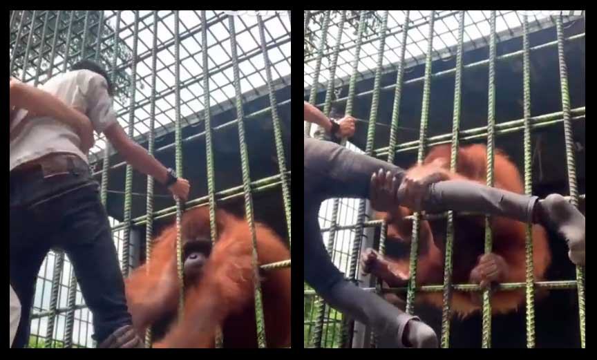 Vídeo chocante: Visitante de zoológico é atacado por orangotango após pular cerca. Foto: Reprodução Twitter