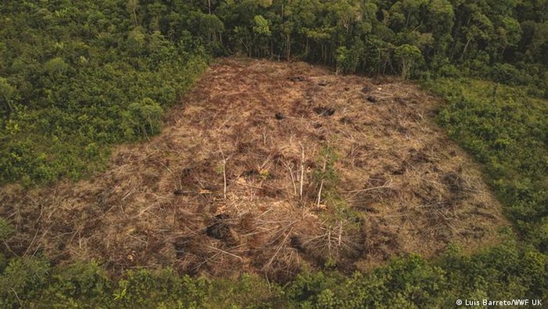 Desmatamento na Amazônia cai 11% em 2022