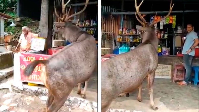 VÍDEO: Cervo gigante pedindo comida assusta pessoas em barraca de chá na Índia