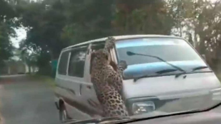 VÍDEO: Leopardo pula muro de casa e ataca pessoas em uma van