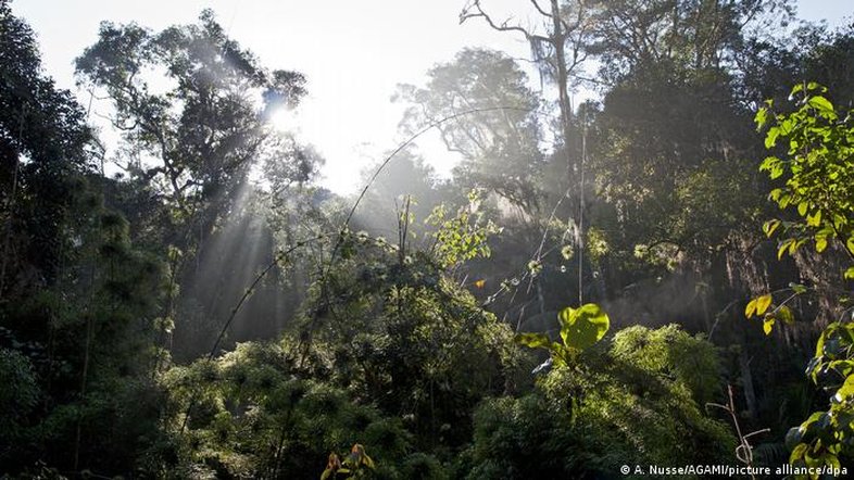 Por que a Mata Atlântica virou referência mundial de restauração da floresta