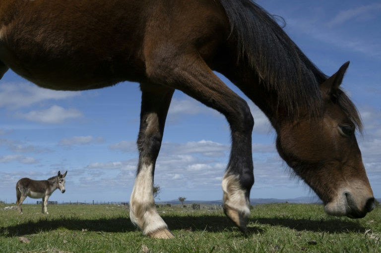 ONG resgata cavalos no Uruguai, onde abates aumentam rapidamente