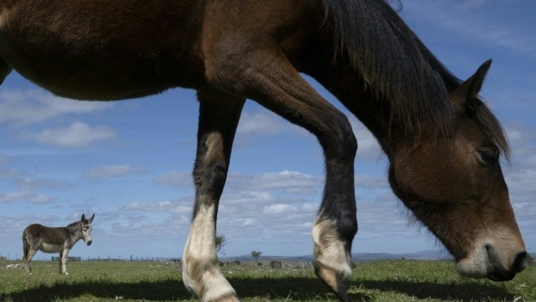ONG resgata cavalos no Uruguai, onde abates aumentam rapidamente