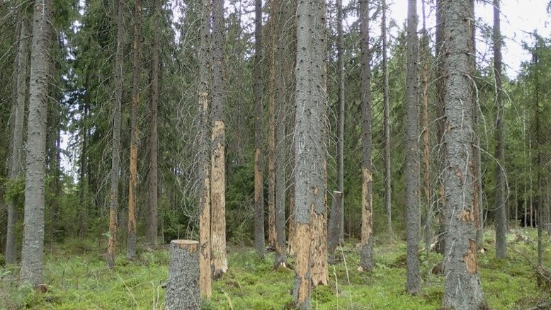 Besouros arrasam florestas boreais do norte da Finlândia devido ao aquecimento global