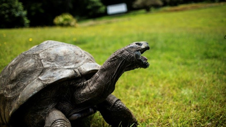 Tartaruga Jonathan, o mais velho dos animais terrestres, faz 190 anos
