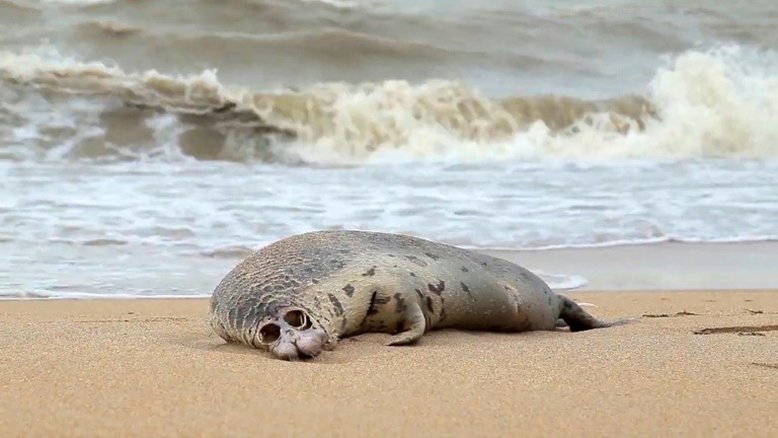 Autoridades russas encontram 2.500 focas mortas nas praias do Mar Cáspio