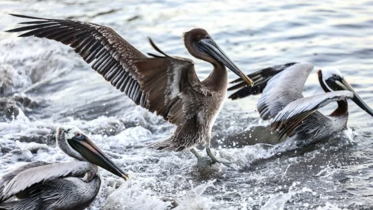 Venezuela declara alerta sanitário por gripe aviária em pelicanos