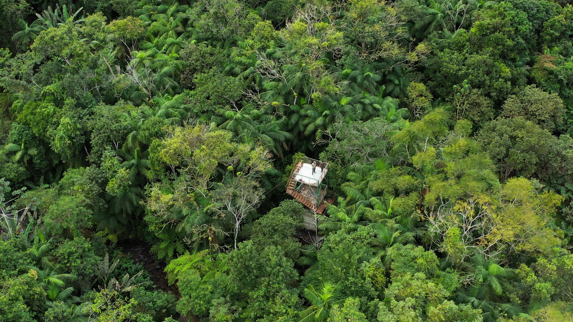 Um retiro para a Mata Atlântica selvagem a poucas horas de SP