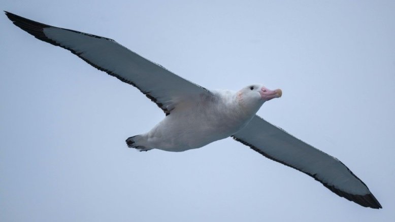 Ilha francesa planeja sacrifício em massa de roedores para salvar ovos de albatroz