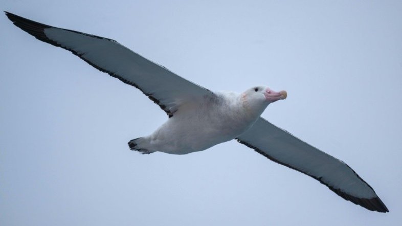 Ilha francesa planeja sacrifício em massa de roedores para salvar ovos de albatroz